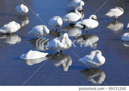 埼玉縣比岐郡川島町越部川天鵝棲息地 99151260
