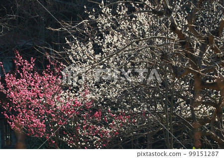 Red and white plum 99151287