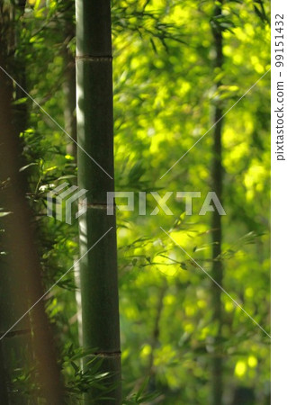 Bamboo grove light 99151432