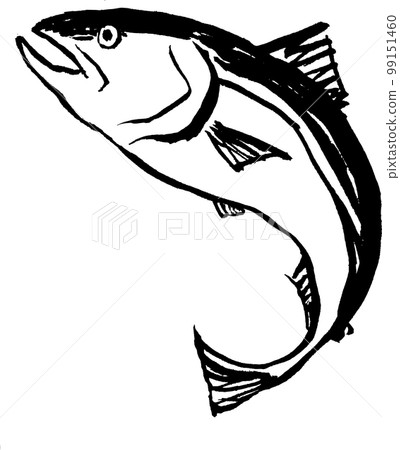 Salmon salmon salmon ink painting watercolor hand-painted Salmon salmon salmon ink painting watercolor hand-painted 99151460