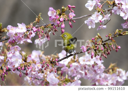 White-eye White-eye 99151610