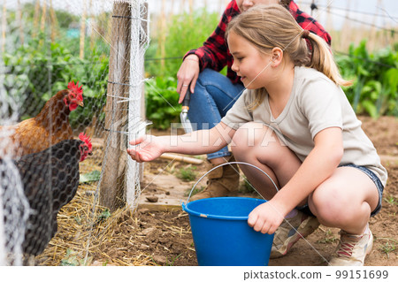 Girl feeding chickens in hen house - helping parents 99151699