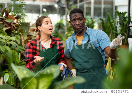 Two positive florists discussing flowers in flower shop Two positive florists discussing flowers in flower shop 99151771