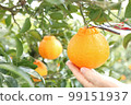 Picking up yellow Dekopon with a pair of scissors 3 pieces 99151937