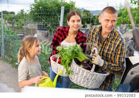 Family loading baskets of vegetables into trunk of a car 99152083