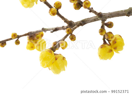 Japanese allspice with impressive yellow flowers and fragrant scent 99152371