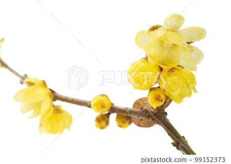 Japanese allspice with impressive yellow flowers and fragrant scent 99152373