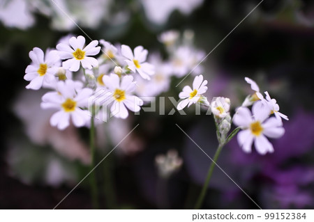 春天可愛的白色花朵 99152384
