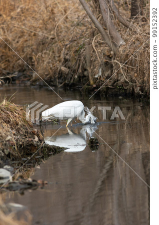 Great egret preying on fish 99152392