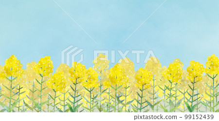 Sky and rape field watercolor background illustration 99152439