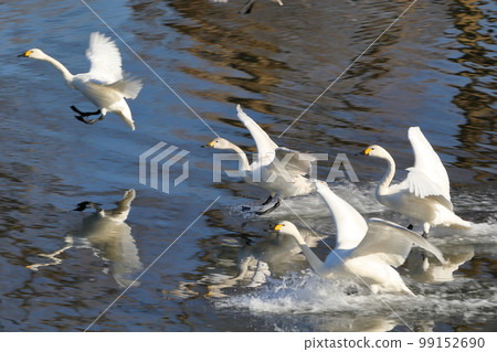 Koshibe River, Kawashima-cho, Hiki-gun, Saitama Prefecture, where swans come from, Tundra swans returning to land on the surface of the river 99152690