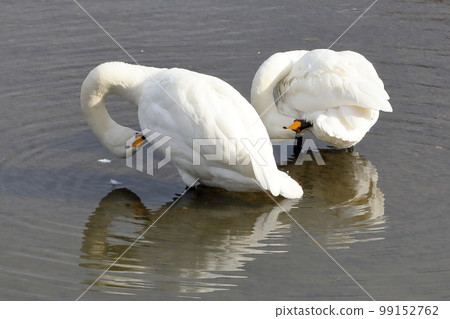 Koshibe River, Kawashima-cho, Hiki-gun, Saitama prefecture Swan landing place Tundra swans fold their necks and preen their wings 99152762