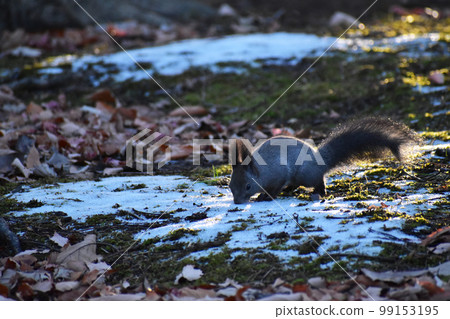 蝦夷松鼠在雪地上尋找食物 蝦夷松鼠在雪地上尋找食物 99153195