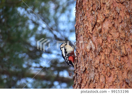 Great spotted woodpecker perching on a pine tree in winter Great spotted woodpecker perching on a pine tree in winter 99153196