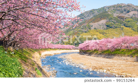 Kawazu Sakura（Kawatsu鎮） 99153264