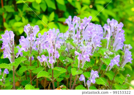 黃芩在小葉子中開花[5月相模原市築井] 99153322