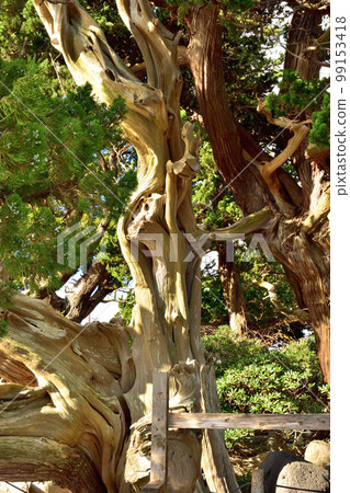 大瀨崎神社杜松林 99153418