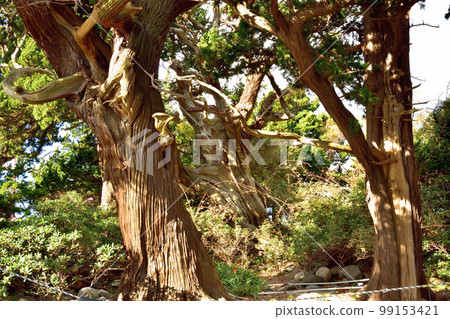 大瀨崎神社杜松林 99153421
