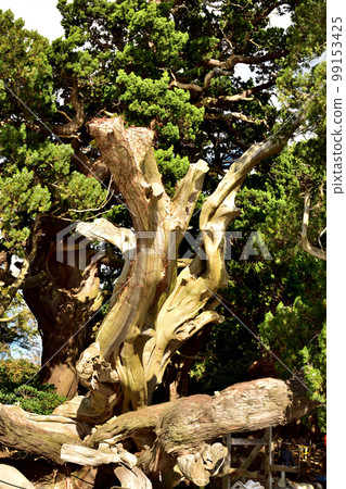 Juniper forest at Osezaki Shrine 99153425