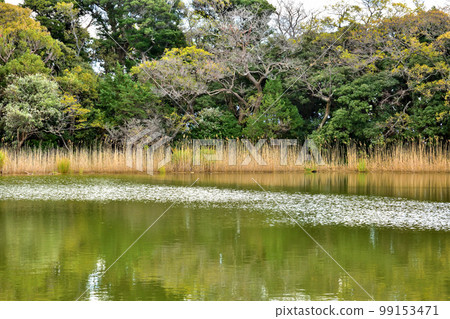 伊豆大瀨崎神社神池與鯉魚七絕 99153471