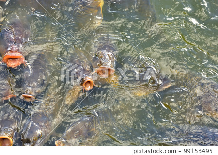伊豆大瀨崎神社神池與鯉魚七絕 99153495