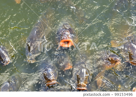 伊豆大瀨崎神社神池與鯉魚七絕 99153496