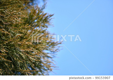 Sugi leaves in early spring Sugi leaves in early spring 99153907