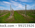 Young apple orchard protection against rodents hares net 99153926