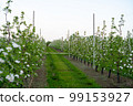 Young apple orchard protection against rodents hares net 99153927