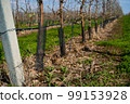 Young apple orchard protection against rodents hares net 99153928