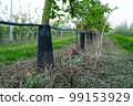 Young apple orchard protection against rodents hares net 99153929