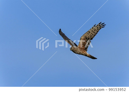 A female gray parrot in a V-shaped flight with a blue sky background 99153952