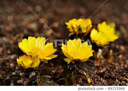 Fukuge Fukuge 99153966