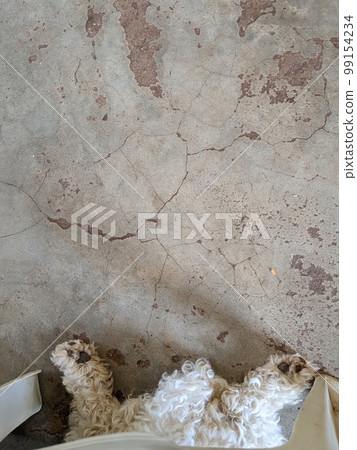 一隻小狗的突出腿和尾巴潛入椅子 一隻小狗的突出腿和尾巴潛入椅子 99154234