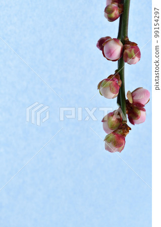 梅花花蕾(淺藍色日本紙背景) 梅花花蕾(淺藍色日本紙背景) 99154297