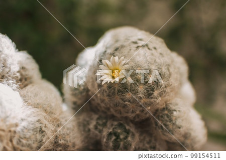 Cactus garden in the backyard of the house. Cactus garden in the backyard of the house. 99154511