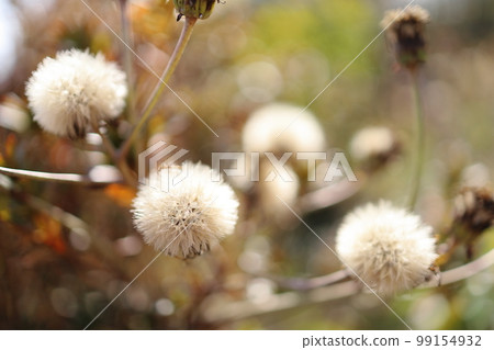 在冬天享受蓬鬆的絨毛 99154932