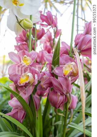 Close-up the a Pink Cymbidium Orchid 99155373