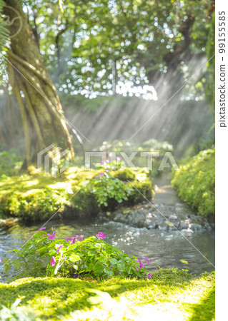 The Selective focus at beautiful flower in spring moss and fern at the garden, Chiang Mai, Thailand 99155585
