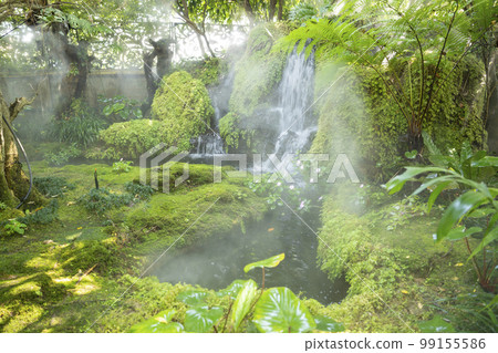 The Beautiful spring moss and fern in the garden under big trees, Chiang Mai, Thailand The Beautiful spring moss and fern in the garden under big trees, Chiang Mai, Thailand 99155586