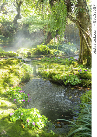 The Beautiful spring moss and fern in the garden under big trees, Chiang Mai, Thailand The Beautiful spring moss and fern in the garden under big trees, Chiang Mai, Thailand 99155587