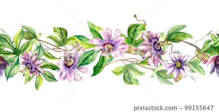 Seamless border of passion flower plant watercolor illustration isolated on white. 99155647