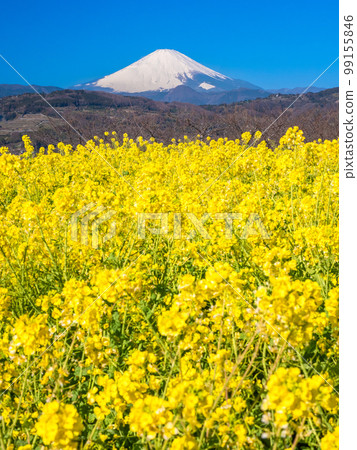 February Kanagawa / Ninomiya-cho Mt.Fuji and Azumayama Park rape blossoms 99155846