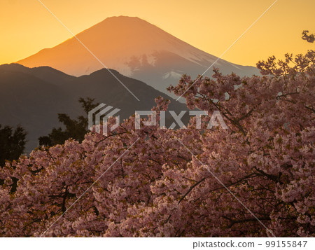 神奈川縣松田町的河津櫻花，2 月 99155847