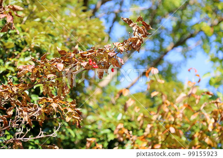 三叔的果實 三叔的果實 99155923