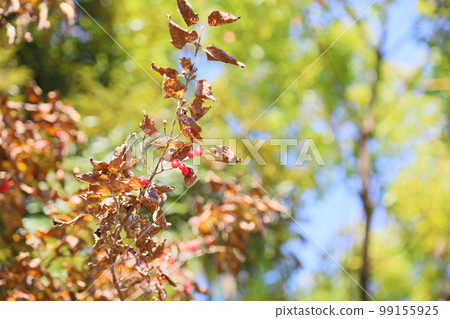 三叔的果實 三叔的果實 99155925