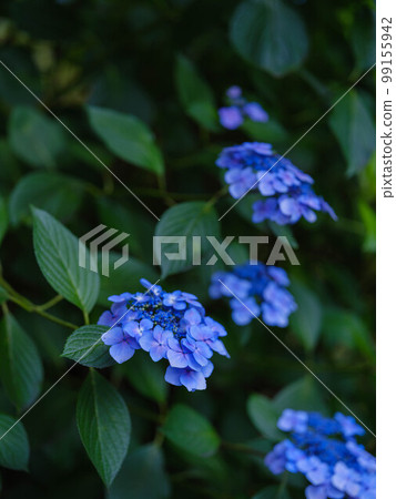 大光禪寺的繡球花 99155942