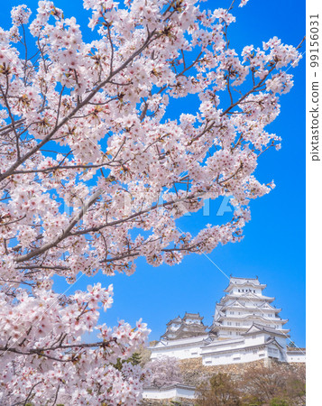 姬路,兵庫縣四月 姬路城聯盟塔和三之丸廣場的櫻花 姬路,兵庫縣四月 姬路城聯盟塔和三之丸廣場的櫻花 99156031