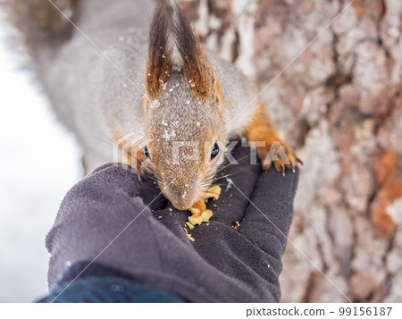 Squirrel eats nuts from a man's hand. Caring for animals in winter or autumn. Squirrel eats nuts from a man's hand. Caring for animals in winter or autumn. 99156187