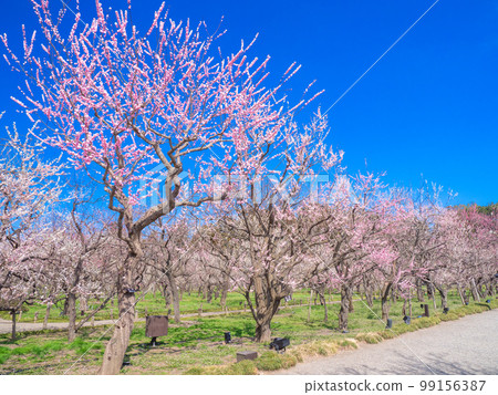 March Ibaraki Mito Kairakuen main garden (Tokiwa Park) east and west plum groves 99156387